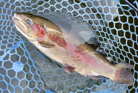 大物のタナは浅い ～岡崎トラウトポンド～